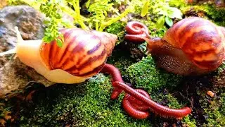 Beyond the Meeting : Long-Term Interactions of Millipedes and Snails​ #insects #MillipedeDocumentary