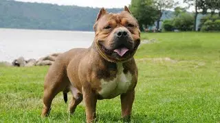 American Bully is a popular dog breed that has gained recognition