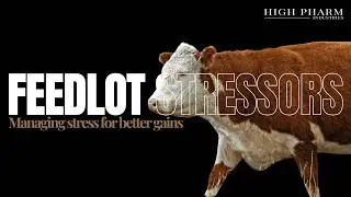 From Cortisol to Comfort: Understanding Stress in Feedlots