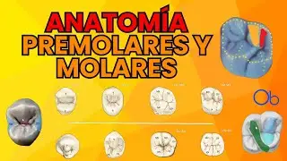 Anatomía de Premolares y Molares