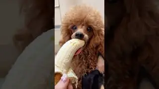 Dog eating banana 🍌 #shorts  #mukbang #cutedogs