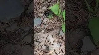 Huge Beetle #Animals #Rare #Historic #Cooking #Ruins  #Mystery #Music #Murder #Travel #Abandoned