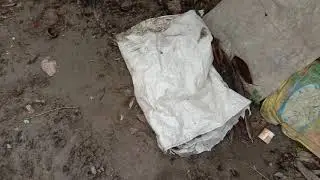 ginger storage tips, আদা ভালে ৰাখাৰ উপায়।, Assamese tips, #Assamesetips
