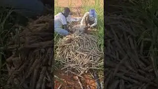 Site maralfafa au Niger ,sidikou issifou ,92636300.