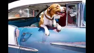 You Can Bring Fido but Not Fresh Fruit