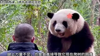 麻烦一下大家，帮忙数一数谭爷爷到底摸了多少次花花的大脸？哈哈，花宝叽真可爱呀！
