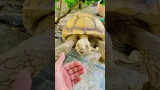Aja Aja My Cute Pet #shorts #ytshorts #trendingshorts #viral #pets #petlover #cute #love #viralpets