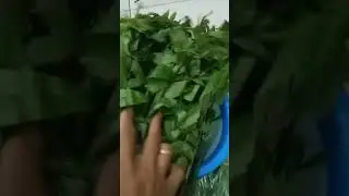 #Pakis muda di masak yang enak bagaimana ya, komen donk🙌