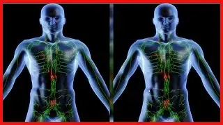 5 pflanzliche L&ouml;sungen zur Reinigung des Lymphsystems