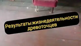 Короеды едят мебель. Они могут съесть ДОМ.Bark beetles.