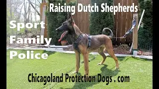 Raising Dutch Shepherd/Dutch Herder for Protection Work.