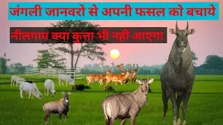 नीलगाय, रोजड़ा और जंगली जानवरों से फसल बचाने का पक्का देसी तरीका | किसान जरूर देखें #नीलगाय#रोजड़ा