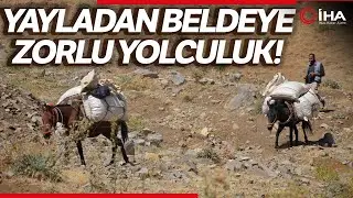 Şırnak'ta Yaylalarda Toplanan 'Heliz Otu' At Sırtında Beldeye İndiriliyor