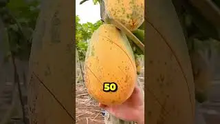 Mind-blowing fruit facts you didn't learn in school | Health Tips (Part #4) #healthtips