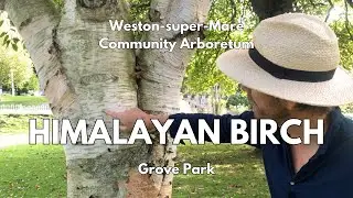 Himalayan Birch (Betula utilis) in Grove Park
