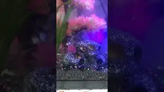 *NEW* Crayfish