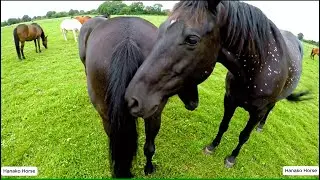 Live-Horse mating behind the scene complications