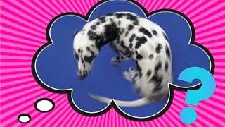 Why Do Dogs Spin Around Before They Poop?