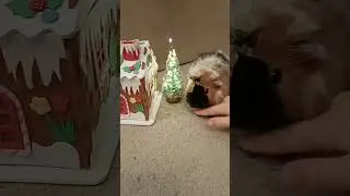 #guineapig #christmaspig  #christmasgreetings #guineapigchritmas #christmaspets #tengerimalac