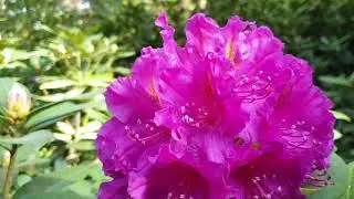 Rhododendron Park Kromlau