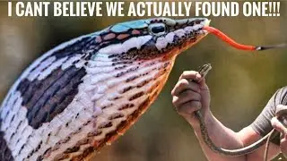 HERPING IN SOUTH AFRICA*rare find*