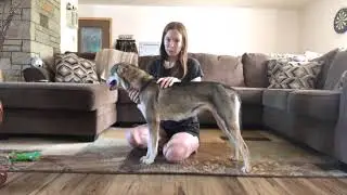 Canine Evaluation Demo