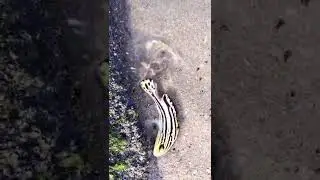Exotic color fish. Full video in comment.