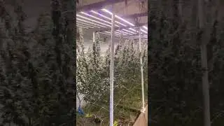 @SwellCannabis Slim 600H Garden