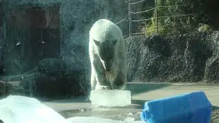 #40 Dec 2025 Polar Bear at Tokushima zoo, Tokushima, Japan