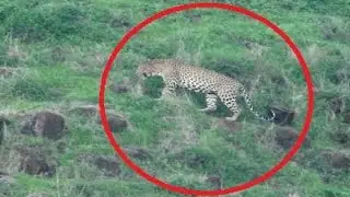 वन विभाग Torana Fort leopard darshan | किल्ले तोरणा बिबट्या बिबळ्या दर्शन | January 2025 #viralvideo