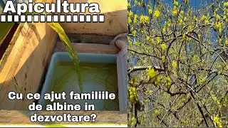 Cu ce ajut familiile de albine in dezvoltare? 7 03 2021