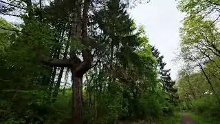 Salcey Forest Walk | 4K Quality | Natural Ambience | Natural Therapy ✨️ 👌