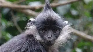 Baby Delacour&rsquo;s Langurs playing in trees