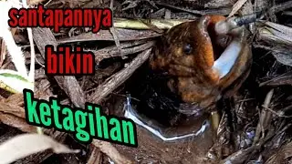 SUPER GANAS‼LIHAT CARA BELUT2 MONSTER INI MENYANTAP UMPAN..|| BEST EEL FISHING