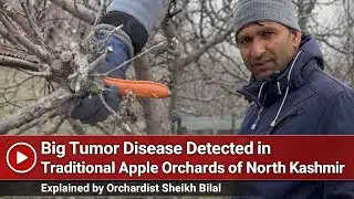 Traditional Apple Orchards of North Kashmir Under Threat|Big Tumor Disease Explained by Sheikh Bilal