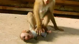 Sad News! Libby return Rainbow to Rose when seeing Rose come close to baby, Rainbow c.r.y to reject