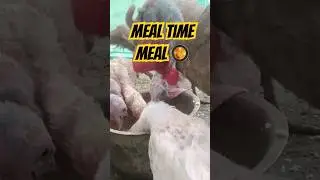 Meal Time 🥰 #shorts #trending #viral #viralshorts #love #short #turkeyfeeding