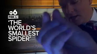 Did Kurt just save the 'world's smallest spider?'