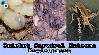 Complete Information About house cricket | Human consumption Insect