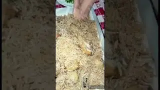 chicken Pulao #pakistan #familyvlog #the cooking Mania