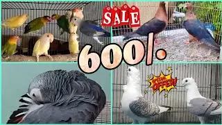 Santinet pigeon sale - arcangel pigeon sale - Pouter pigeon sale - love birds sale - gray parrot