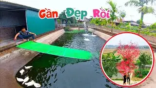 Thử Cho Vịt Mini Ở Cùng Thiên Nga Và Làm Cây Đào Đông Siêu To Khổng Lồ / Quế Nghịch