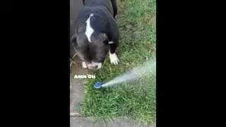 Animaux dr&ocirc;les et mignons #100 😂🐶 Chien fou Crazy dog