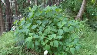 2020年6月21日　妙見山　散策　紫陽花
