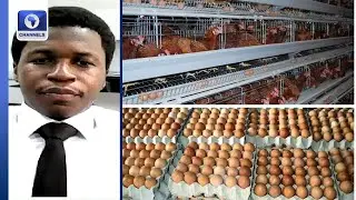 Egg Prices Drop 10% In Nigeria Amid Feed Cost Retreat