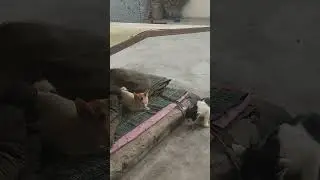 Cats life, Eating discipline i . one eats and other patiently waits 