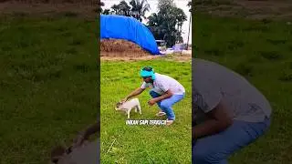 SAPI TERKECIL YANG PERNAH AKU LIHAT