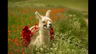 Lama Trekking mit den eifelnomaden