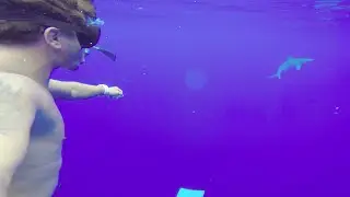 Shark Dive Hawaii / Waimea bay. (Watch 1080p)