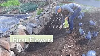 First Flowers of 2026  | Tulips and Violas to Start the Growing Season